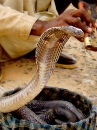 Charmeur de serpent au bord de la route, Inde