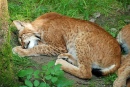 Lynx endormi