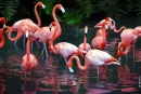 Jardin de la jungle des flamants roses