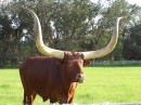 Boeuf Longhorn