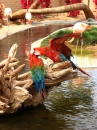 Perroquet au zoo du monde sauvage