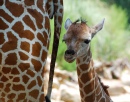 Une girafe d'un jour avec sa mère
