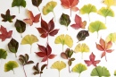 Chutes de feuilles colorées
