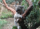 Koala, Sydney Aquarium et Wildlife World