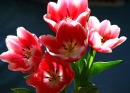 Tulipes au soleil du matin