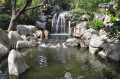 Jardins chinois de Sydney