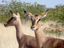 Impala, Parc National d'Etosha