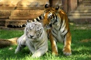 Tigres au Zoo de Miami