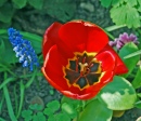 Tulipe et Jacinthe de Raisin