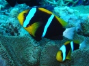 Plongée sous la grande barrière de corail