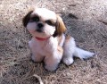 Kosun le Shih Tzu