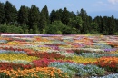 Jardin de fleurs japonaises