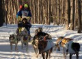 Course de chien de trâineau à Anchorage, Alaska