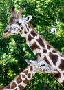 Maman girafe et son bébé