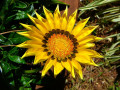 Fleur Gazania