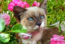 Summer Kitten