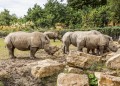 Rhinocéros blancs au Zoo de Dublin