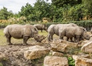 Rhinocéros blancs au Zoo de Dublin