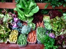 Légumes de la récolte du jour