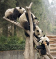 Pandas géants à Wolong, Chine