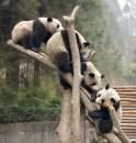 Pandas géants à Wolong, Chine