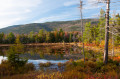 Forêt Nationale de White Mountains