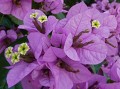 Bougainvillier