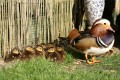 Canard mandarin et ses canetons