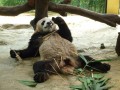 Panda + Bambou = Panda Paresseux