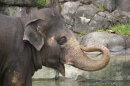 Éléphant au zoo d'Auckland
