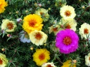 Portulaca, ou mousse de roses