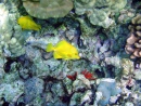 Récifs coraliens avec des Saveurs Jaunes à Kona