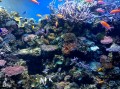 Scène de coraux, aquarium de la baie de Monterey