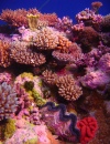 Jardin de coraux, Récif d'Osprey