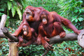 Famille d'Orang-Outan