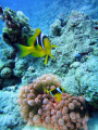 Anémone de mer et poisson clown, Middle Garden Reef