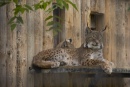 Lynx au repos