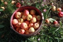 Pommes Macintosh