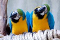 Perroquets au royaume des oiseaux