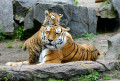 Tigres au Tierpark de Berlin