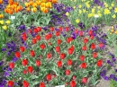 Un tapis de tulipes