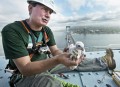 Peregrine Falcon Chicks atop MTA Bridge