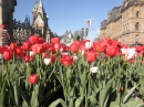 Festival de tulipes à Ottawa