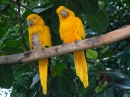 Conures-d'or