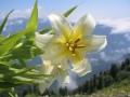 Fleur alpine