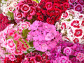 Fleurs de Juin - Sweet William