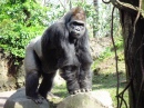 Gorille au Zoo du Bronx