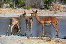Femelle Impala à tête noire en Namibie