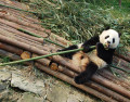 Panda à Chengdu, Chine