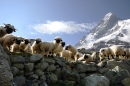 Moutons de Matterhorn
